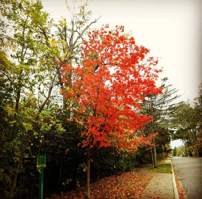 Brilliant red autumn leaves along a quiet street