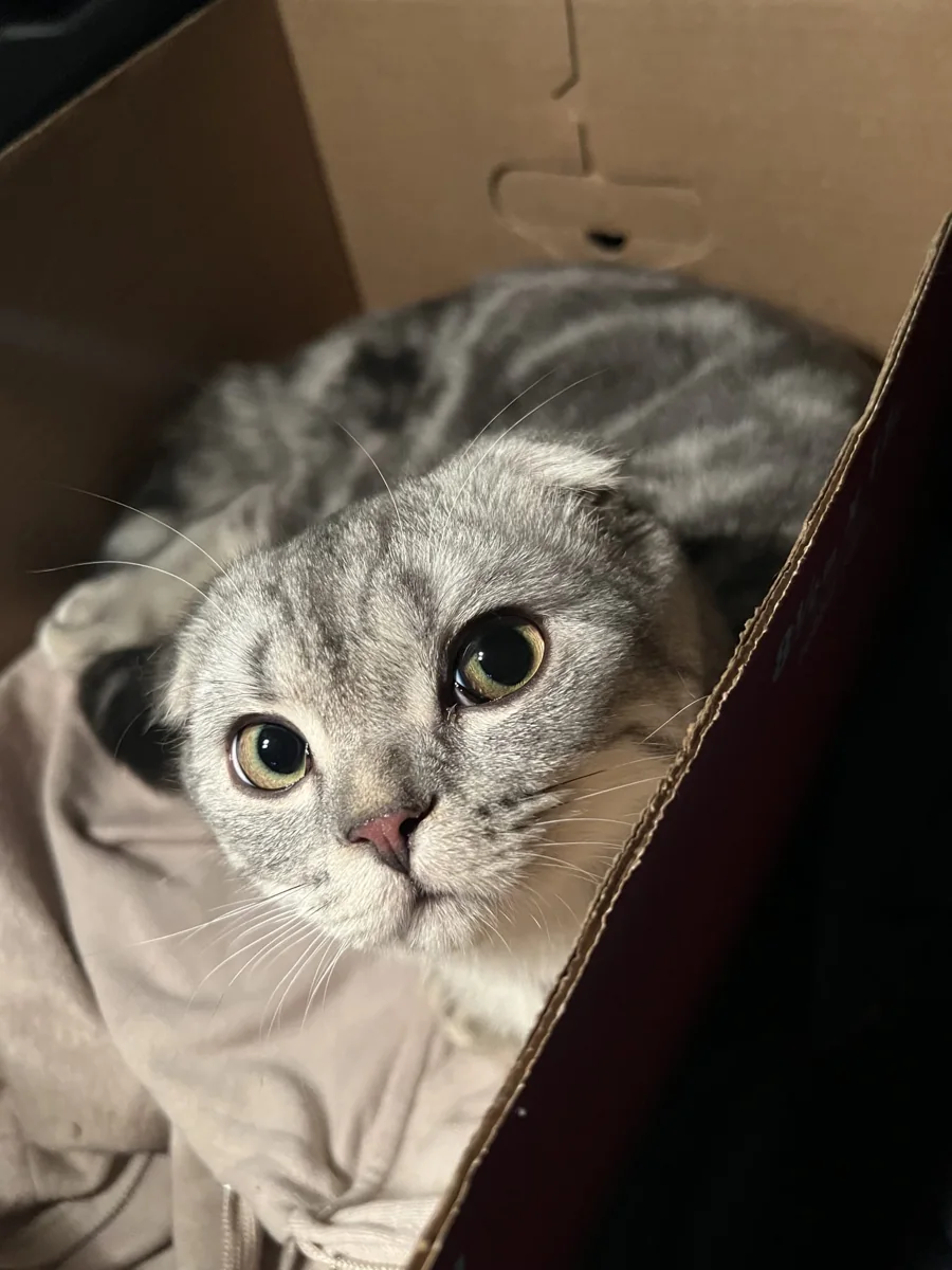 Grogu the Scottish Fold cat